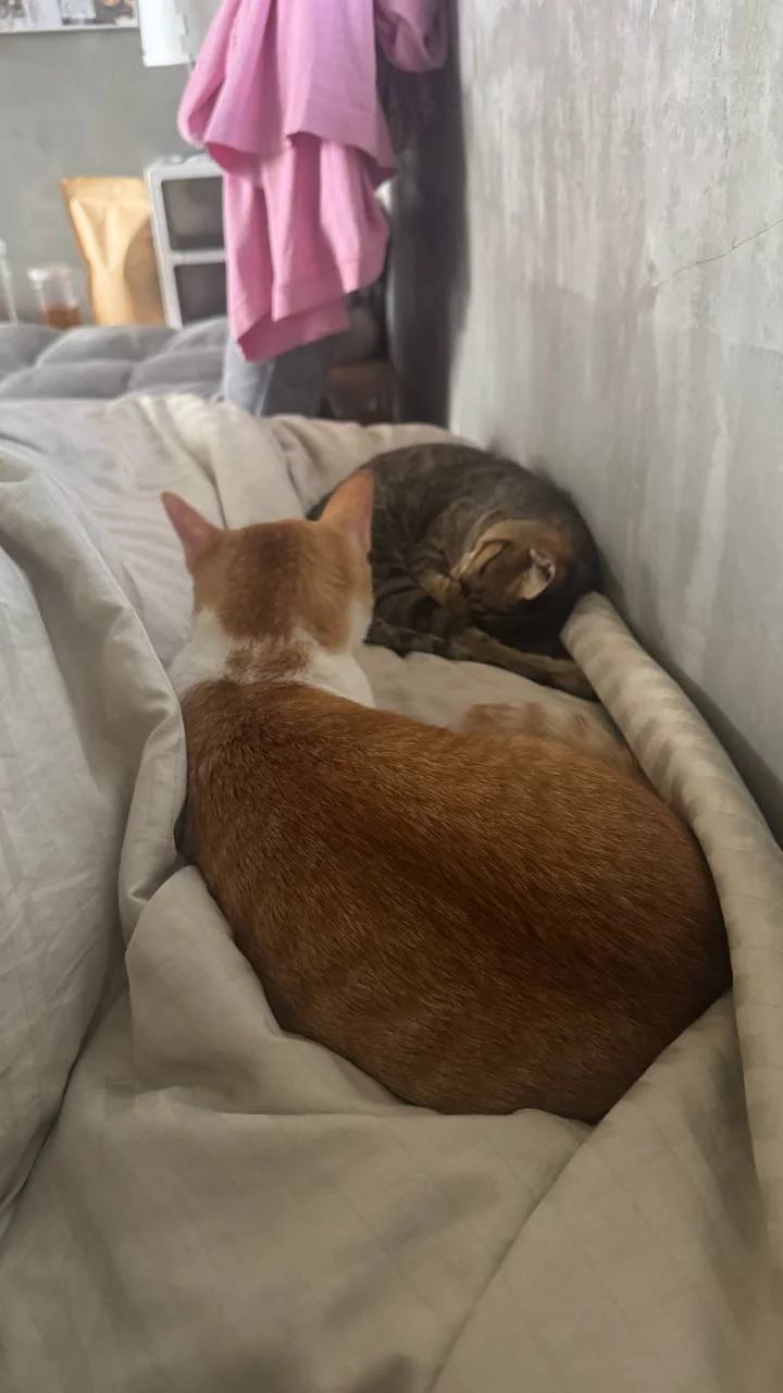 Кошки отдыхают дома