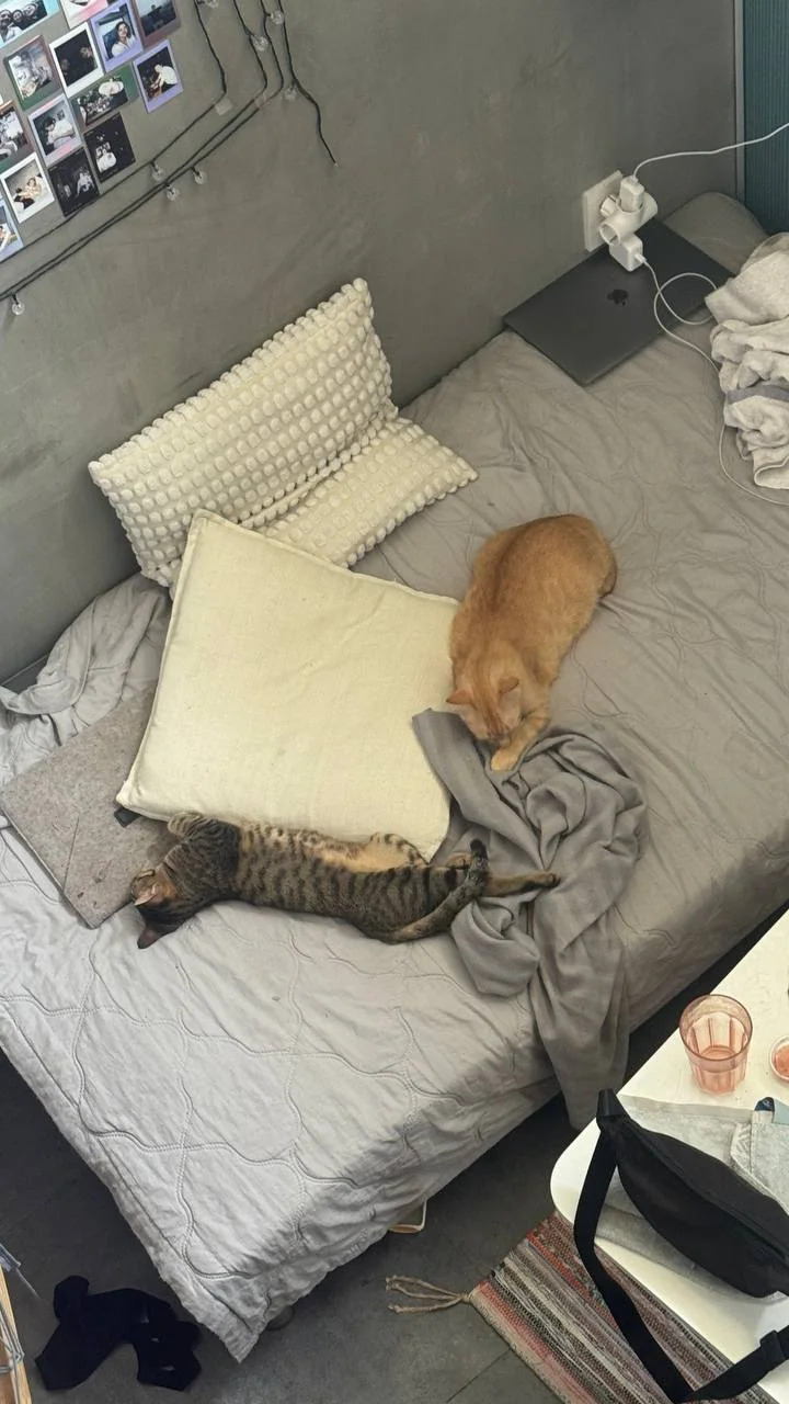 Кошки отдыхают на кровати